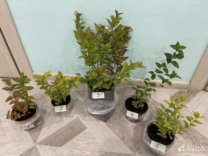 Спирея японская