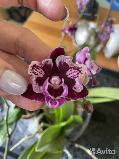 Орхидея мультифлора бабочка