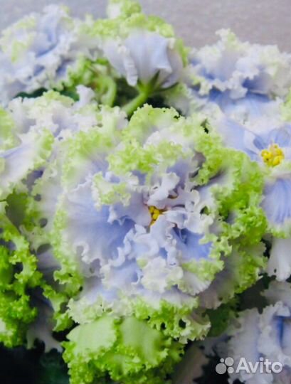 Фиалки сортовые