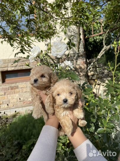 Мальтипу премиум мини