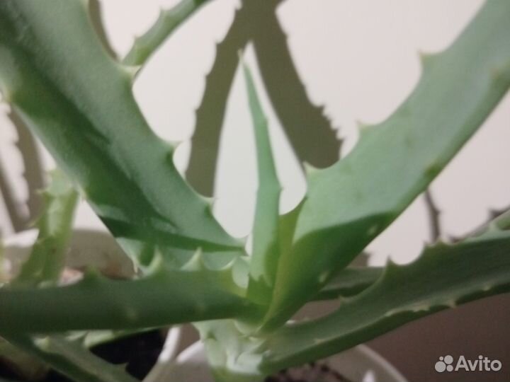 Монстера манки маск