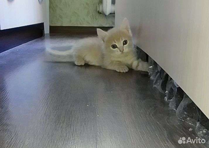 Котятки в добрые руки от домашней кошечки