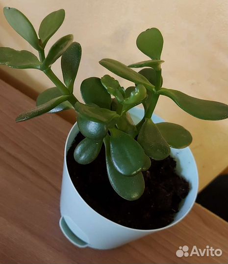 Денежное дерево