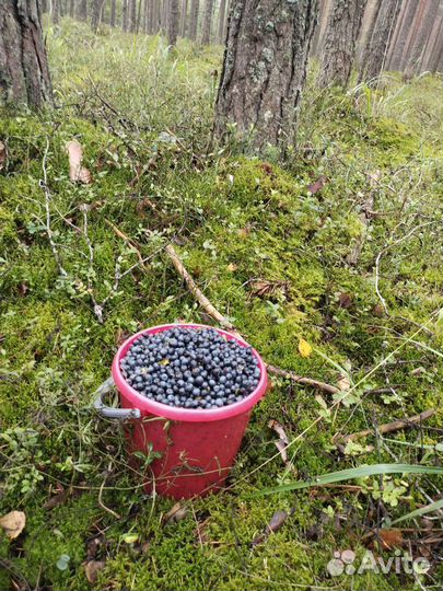 Наборы для солений,чеснок,черника