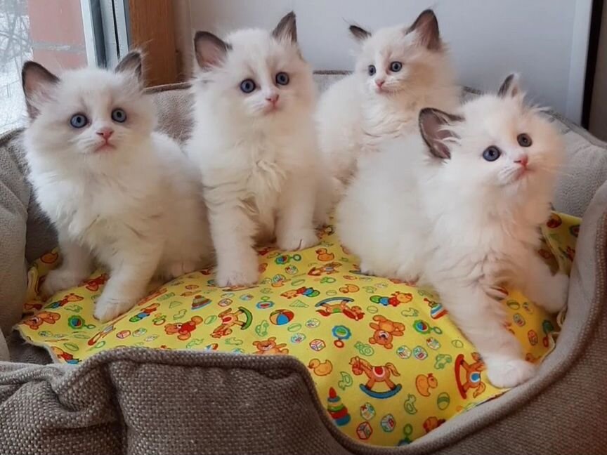 Котята рэгдолл. Тряпичная кукла. Ragdoll