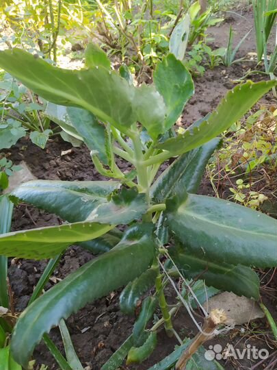 Каланхоэ лечебное