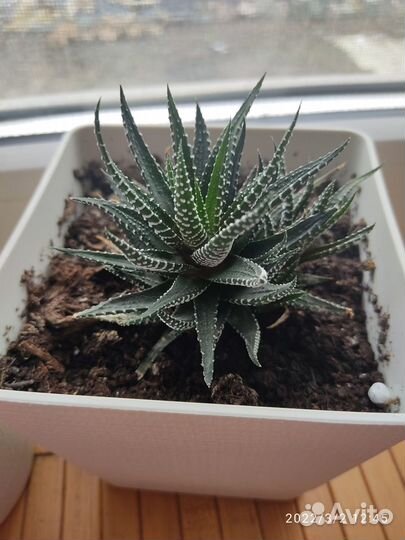 Кактусы и суккуленты