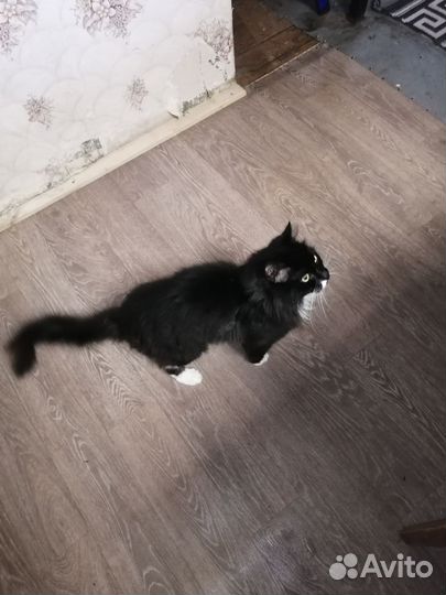 Отдам кошку