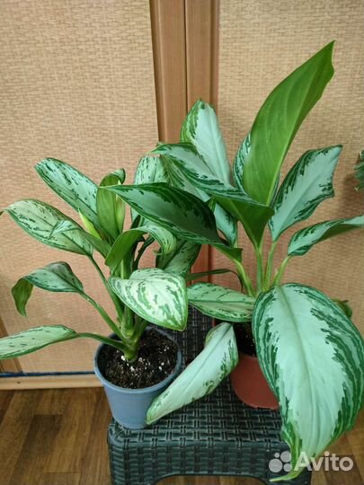 Стрелиция, Аглаонема, Аукуба, Сансивиерия, Мирт