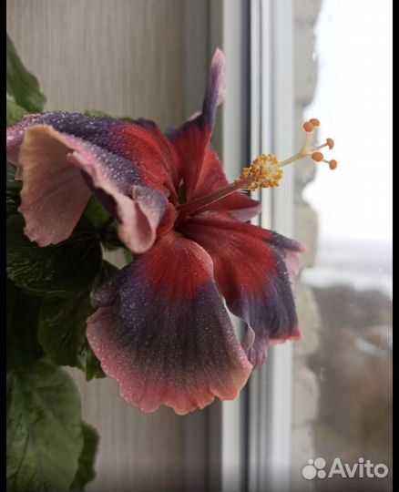 Продаю срез Гибискуса