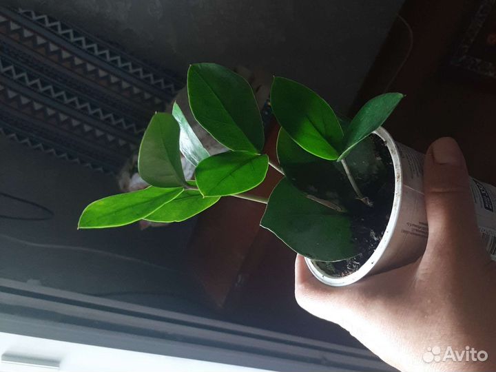 Долоровое дерево