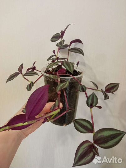 Традесканция