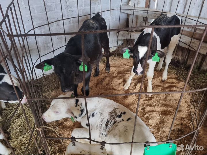 Бычки и быки