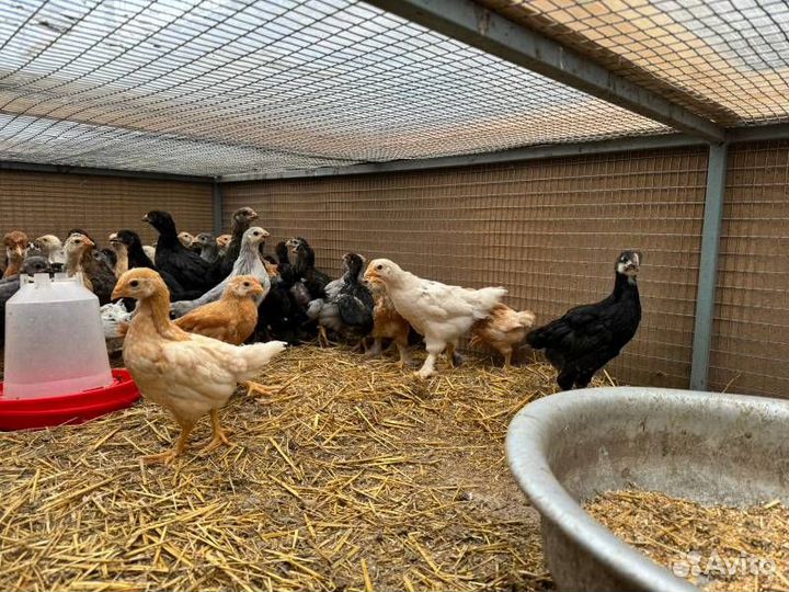 Куры несушки продам