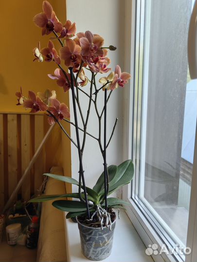 Орхидея фаленопсис