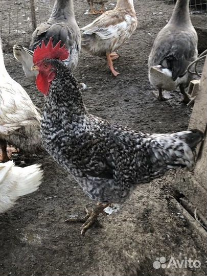 Петухи разных пород