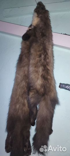 Продам шкуры куницы