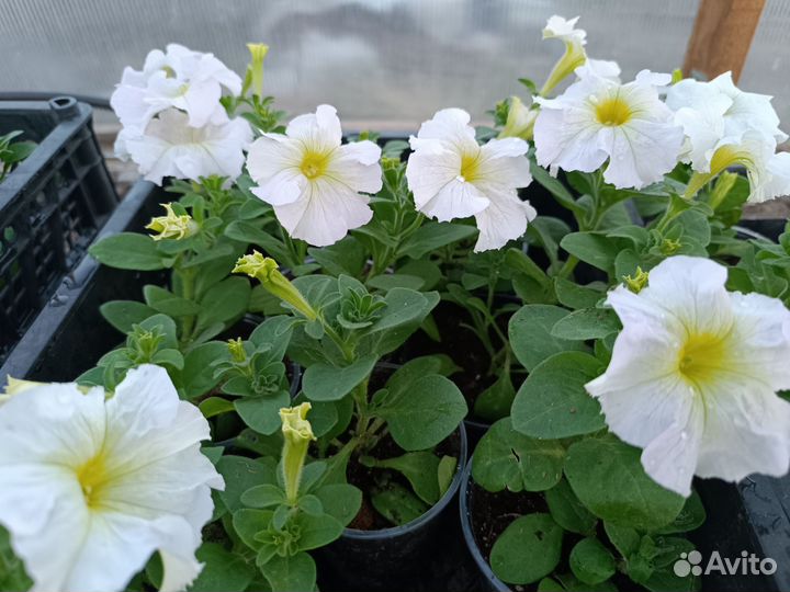 Петуния ампельная