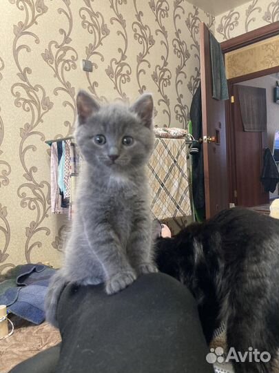 Серенький котенокк