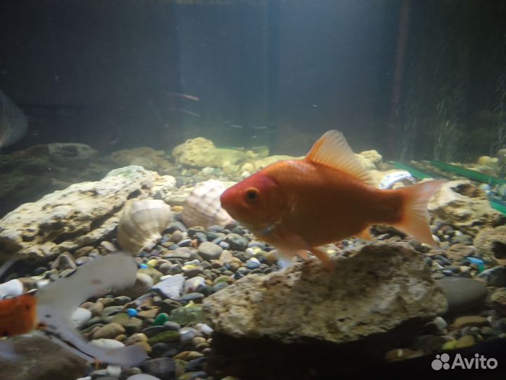 Аквариум с рыбками, с внешним фильтром