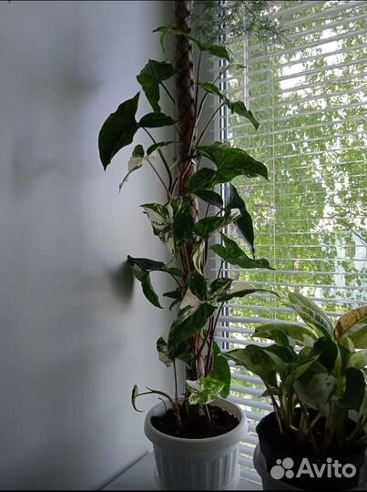 Тотем (опора) для растений