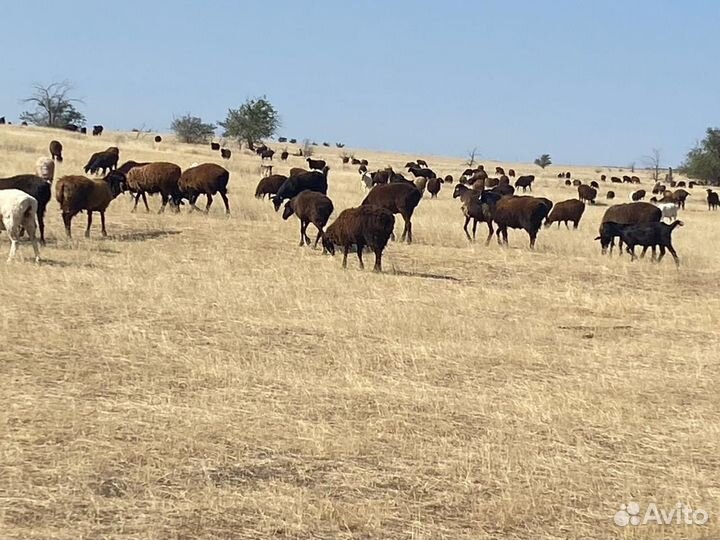 Продается мрс эдильбаевской породы