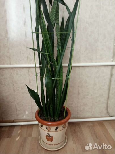 Комнатные растения