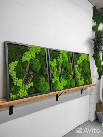 Стабилизированный мох в Краснодаре