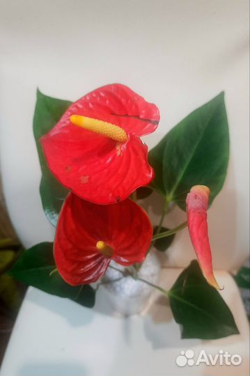 Антуриум Adriano Red цветущий