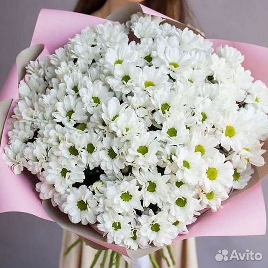 Хризантема