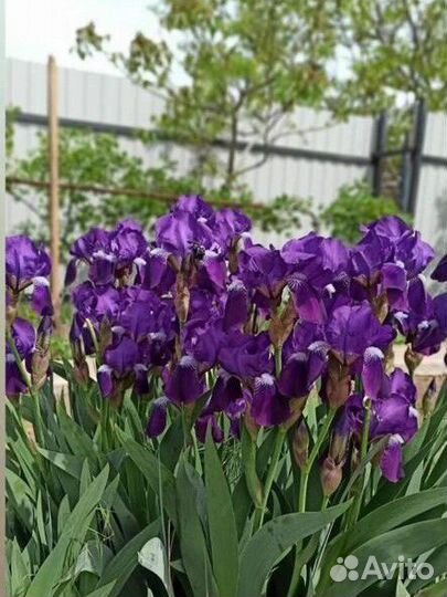 Ирисы