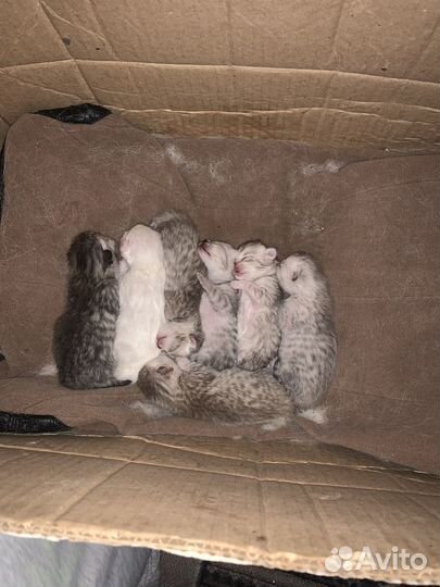 Шотландские котята