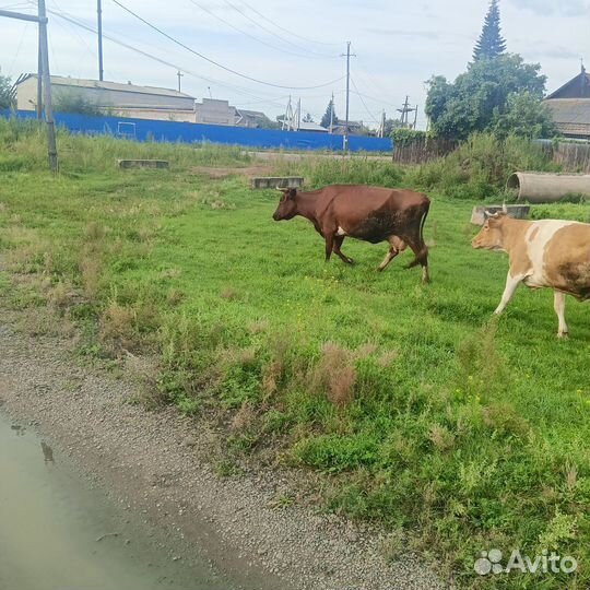 Корова высокоудойная