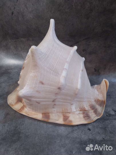 Крупный рапан