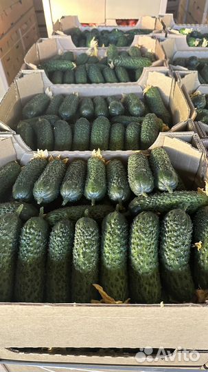Помидоры, огурцы разные сорта оптом