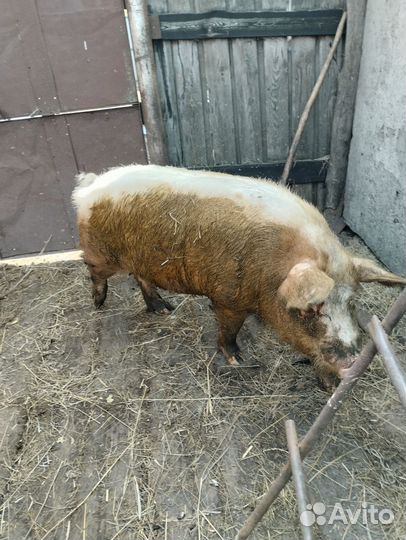 Хряк на племя