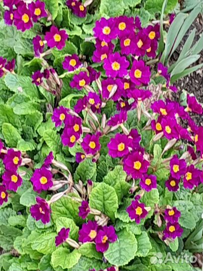 Жасмин,хоста,Примула.Ирис.Эшшольция