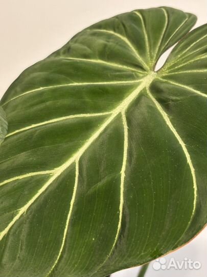 Филодендрон глориозум