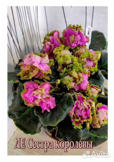 Фиалочки. Детки. Сорта на фото