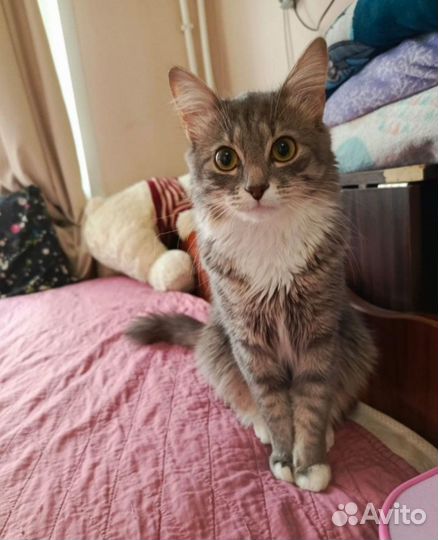 Кот в добрые руки