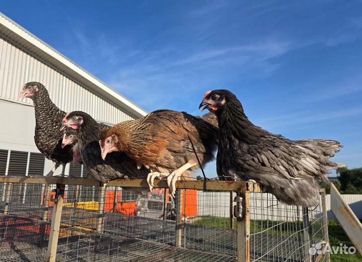 Куры доминант