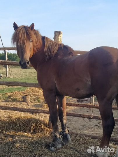 Жеребец на племя