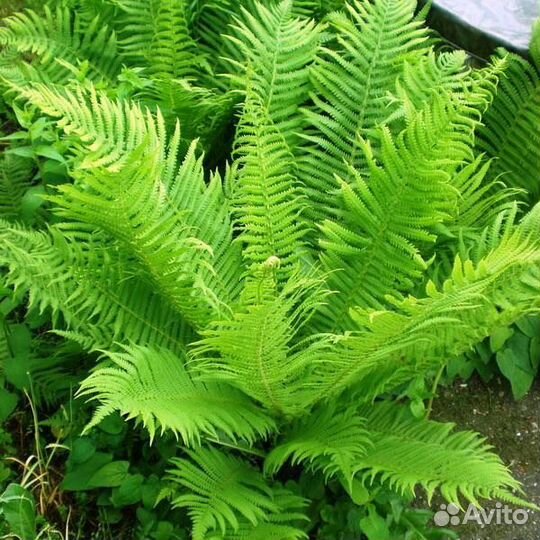 Камнеломка тенистая вариегатная, аюга, бадан