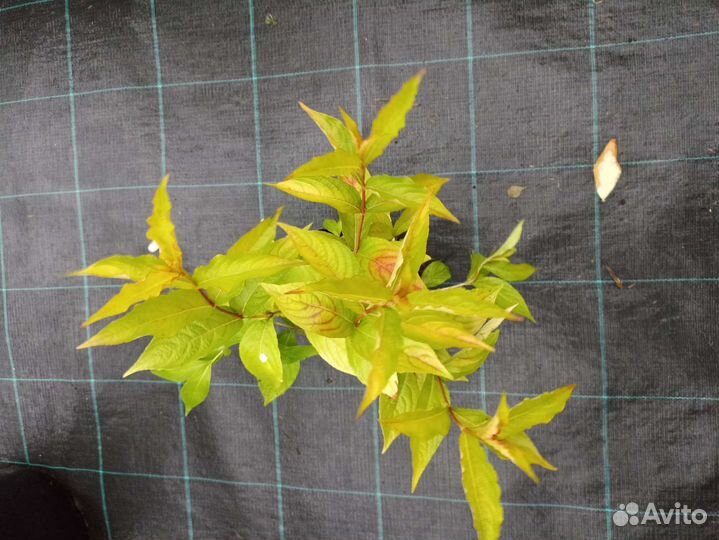 Вейгела Голден Джинс