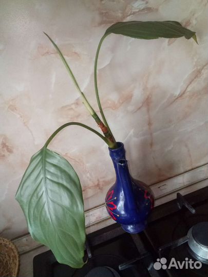 Отростки цветов