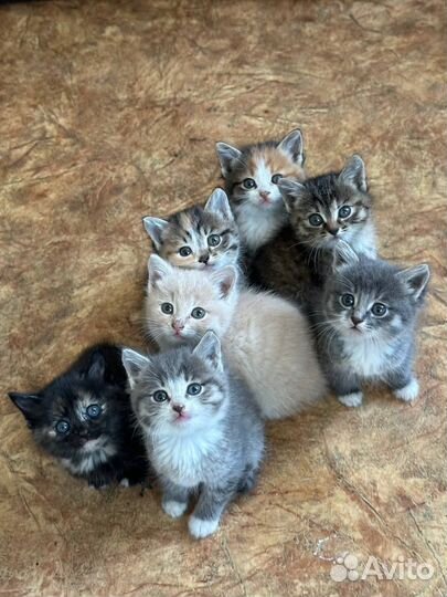 Отдам котят
