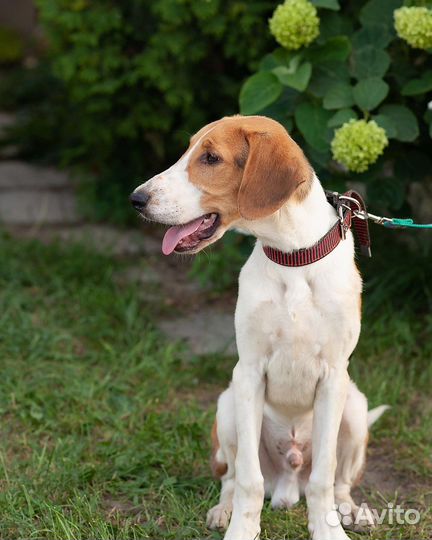 В добрые руки