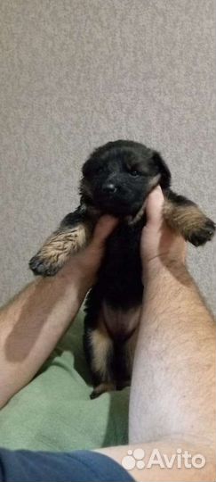Щенки немецкой овчарки длинношерстной