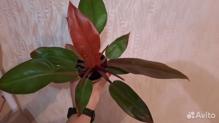 Филодендрон принц оранж