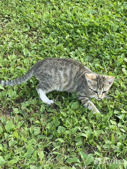 Котята в добрые руки бесплатно девочка